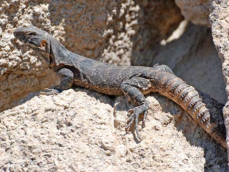 Sonoran Spiny-tailed Iguana (Ctenosaura hemilopha)