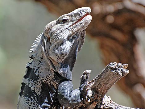 Spiny-tailed Iguana (Ctenosaura hemilopha)