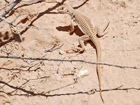 Desert Iguana (Dipsosaurus dorsalis)