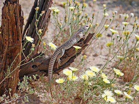 Desert Iguana (Dipsosaurus dorsalis)