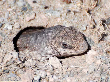 Desert Iguana (Dipsosaurus dorsalis)