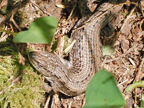 Northwestern Alligator Lizard (Elgaria coerulea principis)