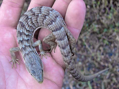 California Alligator Lizard (Elgaria multicarinata multicarinata)