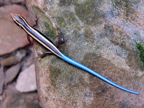 Great Basin Skink (Plestiodon skiltonianus utahensis)