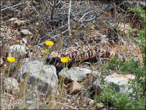 Gila Monster (Heloderma suspectus)