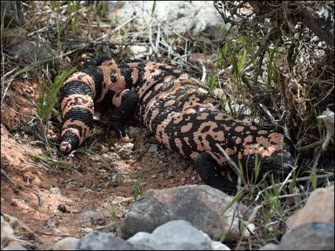 Gila Monster (Heloderma suspectus)