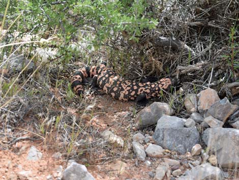 Gila Monster (Heloderma suspectus)