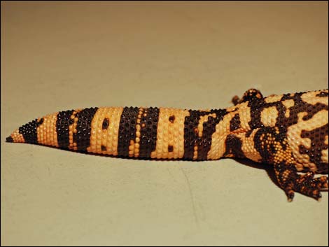 Gila Monster (Heloderma suspectus)