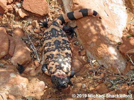 Gila Monster (Heloderma suspectus)