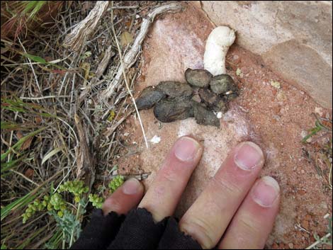 Gila Monster (Heloderma suspectus)