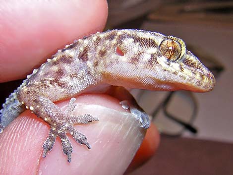 Mediterranean House Gecko (Hemidactylus turcicus)