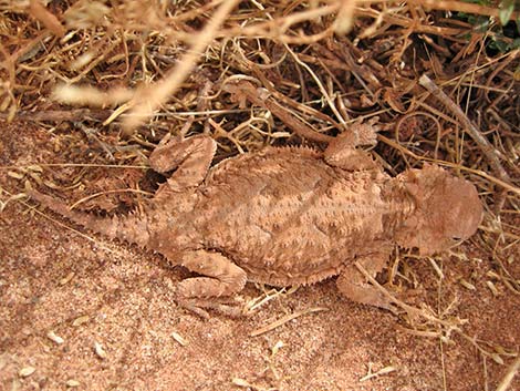 Short-horned Lizard (Phrynosoma douglassii)