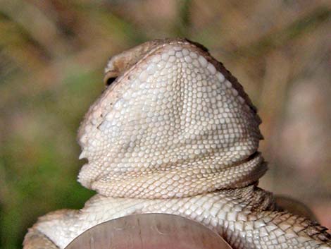 Greater Short-horned Lizard (Phrynosoma hernandesi)