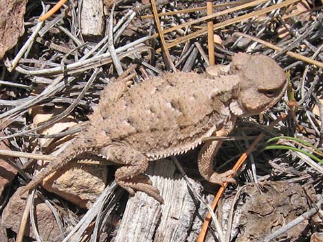 Greater Short-horned Lizard (Phrynosoma hernandesi)