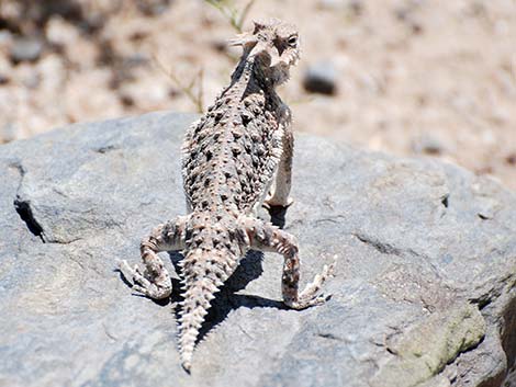 Southern Desert Horned Lizard (Phrynosoma platyrhinos calidiarum)