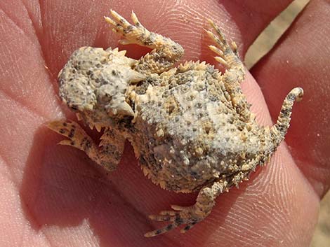 Southern Desert Horned Lizard (Phrynosoma platyrhinos calidiarum)