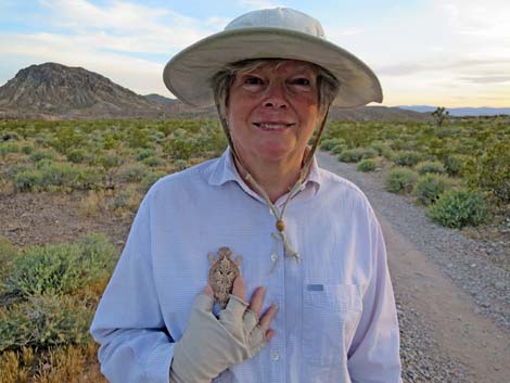 Desert Horned Lizard (Phrynosoma platyrhinos calidiarum)