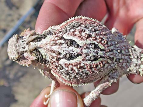 Southern Desert Horned Lizard (Phrynosoma platyrhinos calidiarum)