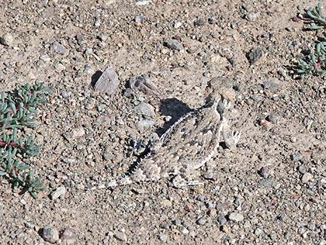 Northern Desert Horned Lizard (Phrynosoma platyrhinos platyrhinos)