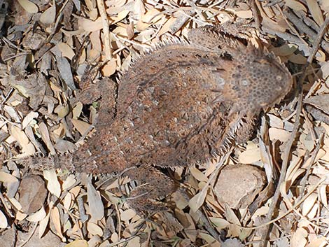 Regal Horned Lizard (Phrynosoma solare)