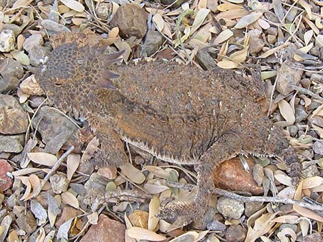 Regal Horned Lizard (Phrynosoma solare)