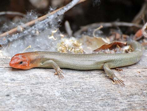 Western Red-tailed Skink (Plestiodon gilberti rubricaudatus)