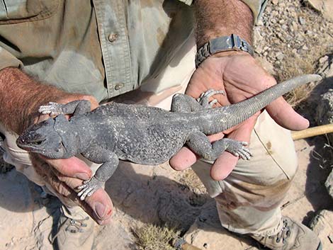 Common Chuckwalla (Sauromalus ater)