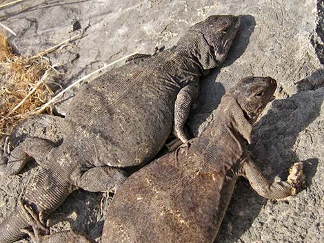 Common Chuckwalla (Sauromalus ater)