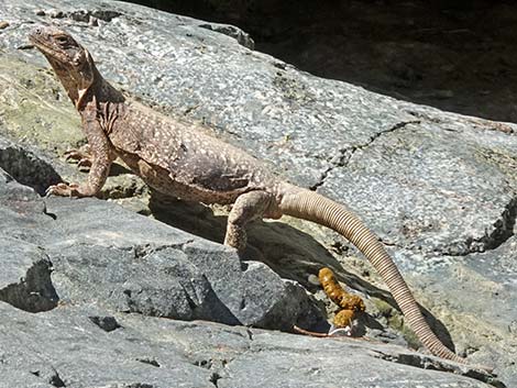 Common Chuckwalla (Sauromalus ater)