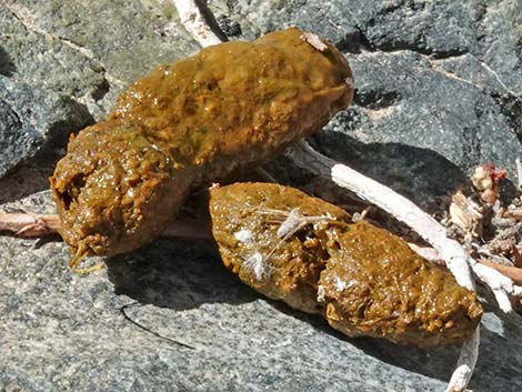 Common Chuckwalla (Sauromalus ater)