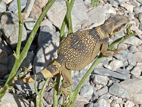 Common Chuckwalla (Sauromalus ater)