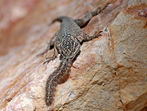 Sonoran Spiny Lizard (Sceloporus clarkii clarkii)