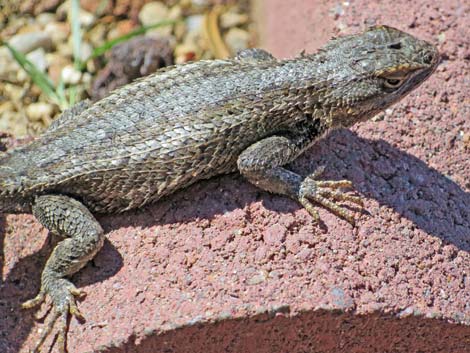 Southwestern Fence Lizard (Sceloporus cowlesi)