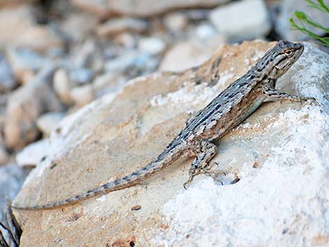 Northern Sagebrush Lizard (Sceloporus graciosus graciosus)