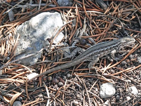 Sagebrush Lizard (Sceloporus graciosus)