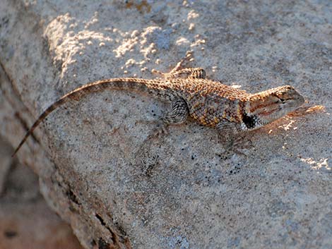 Desert Spiny Lizard (Sceloporus magister)