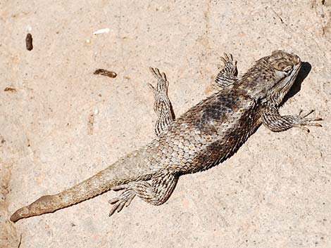 Purple-backed Spiny Lizard (Sceloporus magister magister)