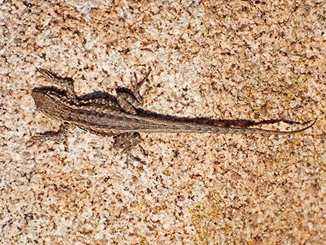 Great Basin Fence Lizard (Sceloporus occidentalis)