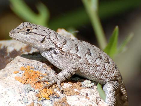 Western Fence Lizard (Sceloporus occidentalis)