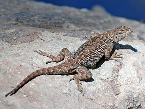 Great Basin Fence Lizard (Sceloporus occidentalis)