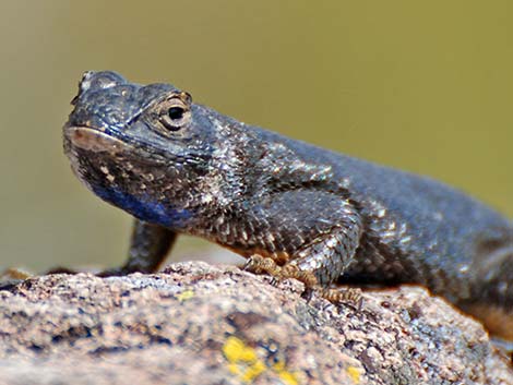 Great Basin Fence Lizard (Sceloporus occidentalis longipes)