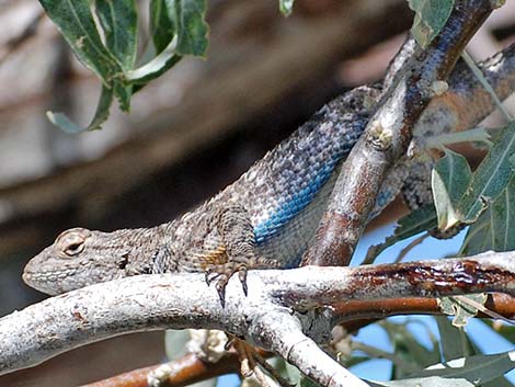 Great Basin Fence Lizard (Sceloporus occidentalis)