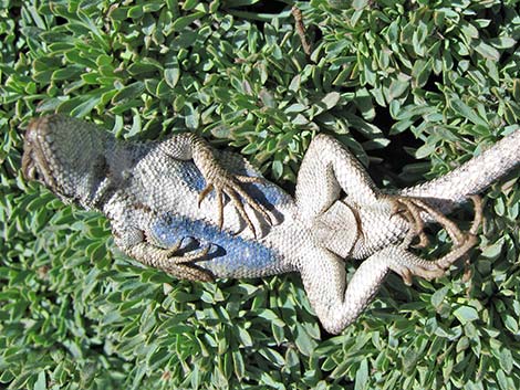 Great Basin Fence Lizard (Sceloporus occidentalis)