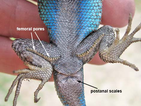 Great Basin Fence Lizard (Sceloporus occidentalis)