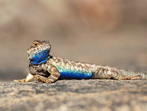 Sierra Fence Lizard (Sceloporus occidentalis taylori)