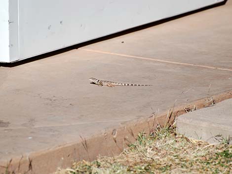 Crevice Spiny Lizard (Sceloporus poinsettii)