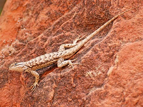 Plateau Fence Lizard (Sceloporus tristichus)