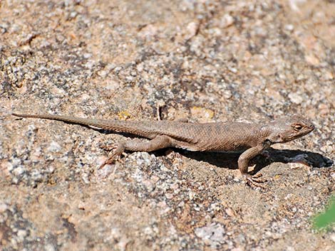 Plateau Fence Lizard (Sceloporus tristichus)