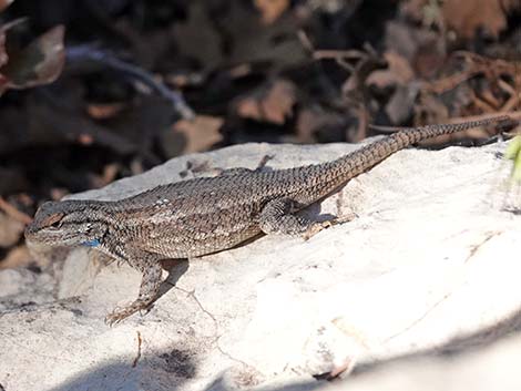 Plateau Fence Lizard (Sceloporus tristichus)