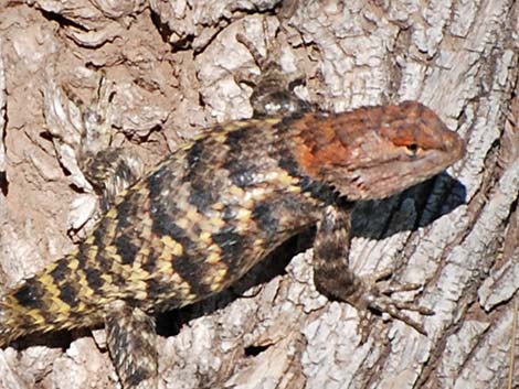 Yellow-backed Spiny Lizard (Sceloporus uniformis)